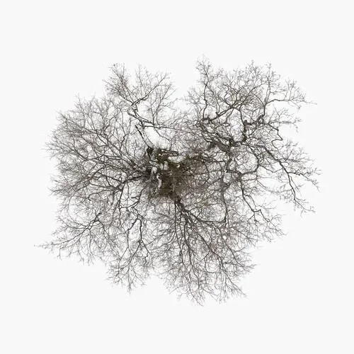 Tree – Vinyl LP
